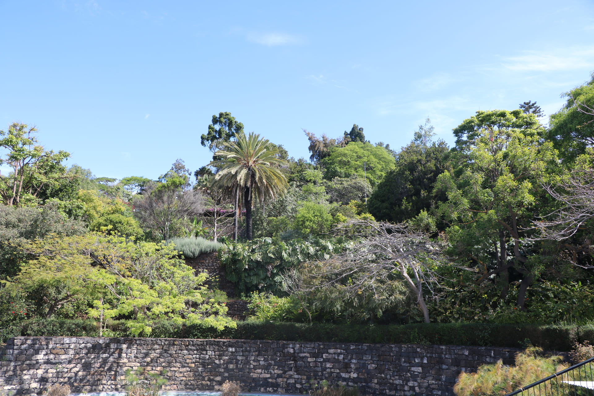 Jardim-Botanico-6 | Madeira