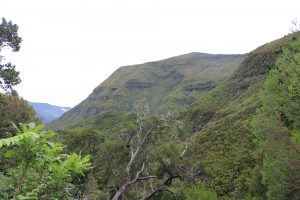Passeio-Pedestre-Risco - Calheta8 | Madeira