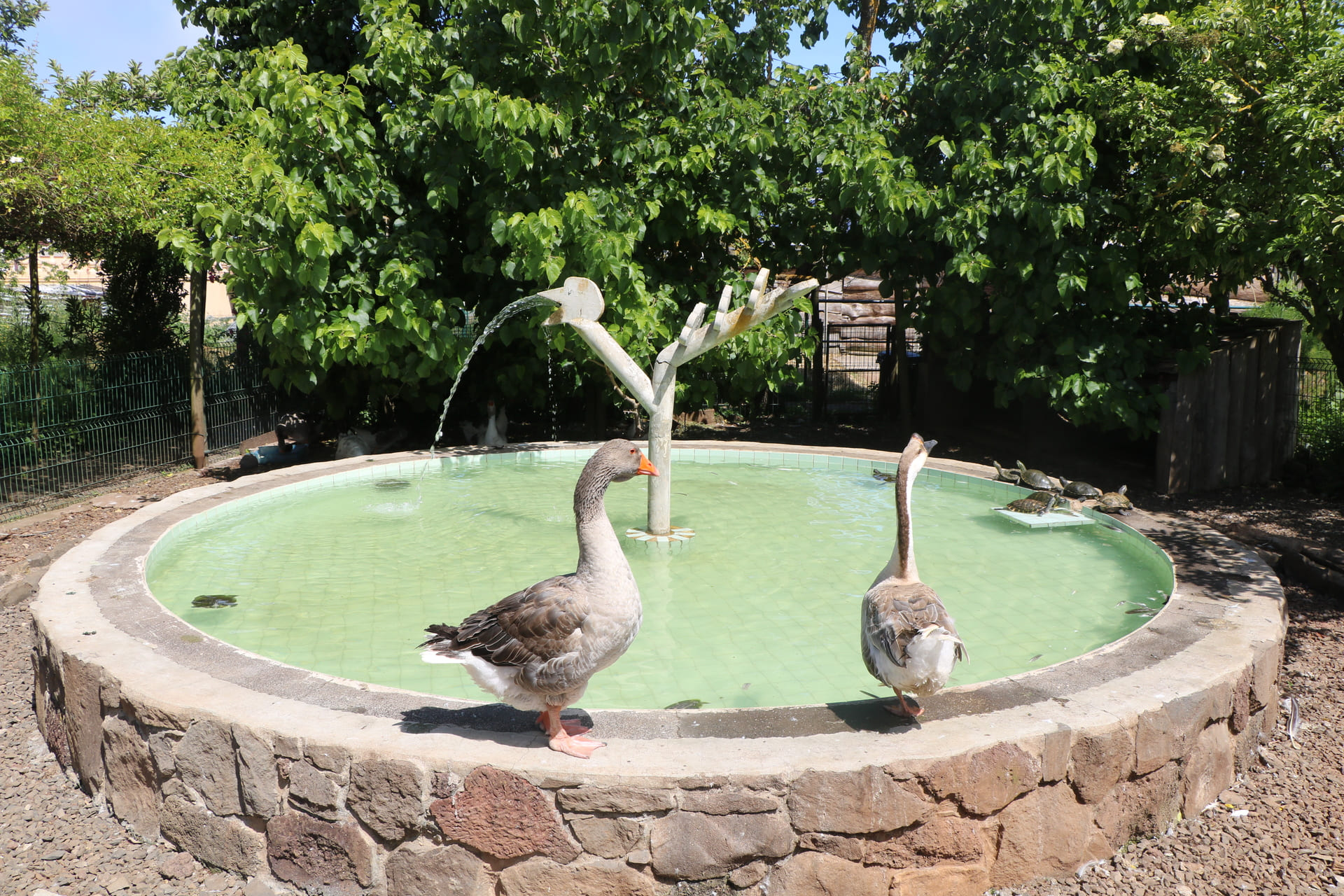 Quinta Pedagógica - Calheta1