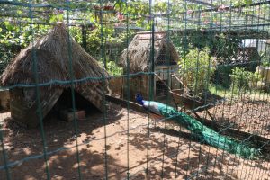 Quinta Pedagógica - Calheta3