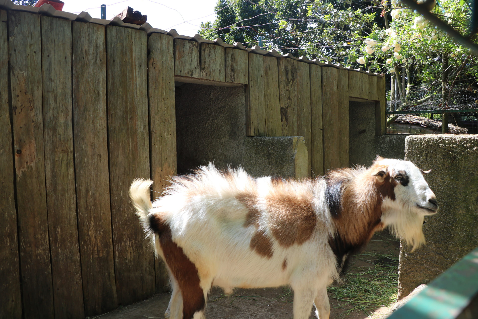 Quinta Pedagógica - Calheta4