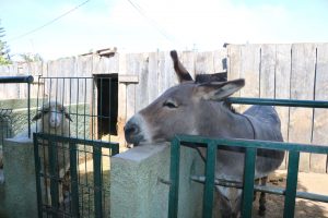 Quinta Pedagógica - Calheta6