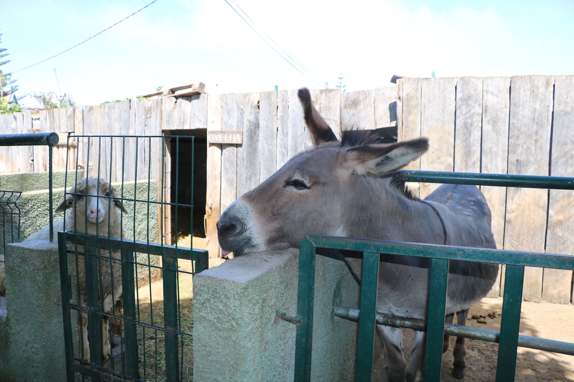 Quinta Pedagógica - Calheta6